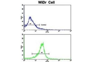 Flow Cytometry (FACS) image for anti-Proline Arginine Rich End Leucine Rich Repeat Protein (PRELP) antibody (ABIN3002740) (PRELP 抗体)