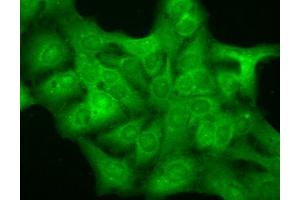 Immunofluorescence (fixed cells) (IF/ICC) image for anti-gamma-aminobutyric Acid (GABA) A Receptor, alpha 1 (GABRA1) (AA 15-34) antibody (ABIN863138)
