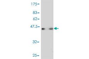 Western Blotting (WB) image for anti-NADH Dehydrogenase (Ubiquinone) 1 beta Subcomplex, 8, 19kDa (NDUFB8) (AA 1-186) antibody (ABIN561940)