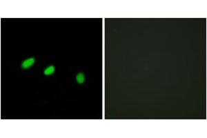Immunofluorescence (IF) image for anti-Transformer 2 alpha Homolog (TRA2A) (AA 221-270) antibody (ABIN2879149) (TRA2A 抗体  (AA 221-270))