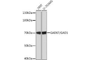 Western blot analysis of extracts of various cell lines, using G/G Rabbit mAb (ABIN7267410) at 1:1000 dilution. (GAD 抗体)