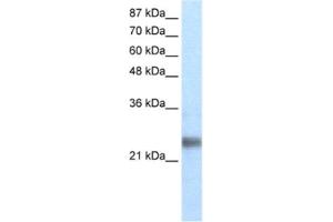 Western Blotting (WB) image for anti-Ring Finger Protein 114 (RNF114) antibody (ABIN2460666) (RNF114 抗体)