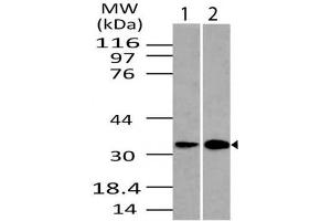 Image no. 1 for Goat anti-Rabbit IgG antibody (HRP) (ABIN5027926) (山羊 anti-兔 IgG Antibody (HRP))