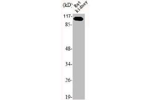 Western Blot analysis of RAT-KIDNEY cells using mGluR-7 Polyclonal Antibody (GRM7 抗体  (C-Term))