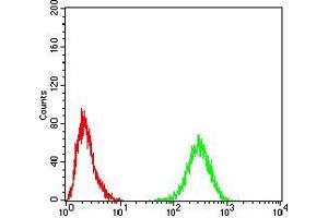 Flow cytometric analysis of Hela cells using TH mouse mAb (green) and negative control (red). (TH 抗体  (AA 44-208))