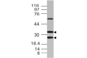 Image no. 1 for anti-C-Type Lectin Domain Family 12, Member A (CLEC12A) (AA 150-250) antibody (ABIN5027114) (CLEC12A 抗体  (AA 150-250))