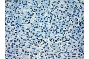 Immunohistochemistry (IHC) image for anti-P450 (Cytochrome) Oxidoreductase (POR) antibody (ABIN1497742) (POR 抗体)