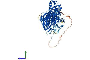 AlphaFold protein structure predicition of Mouse Recombinant Klhl24 Protein, UniprotID Q8BRG6