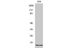 Western Blotting (WB) image for anti-Insulin-Like 4 (Placenta) (INSL4) (Internal Region) antibody (ABIN3185191) (INSL4 抗体  (Internal Region))