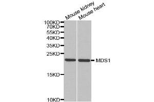 Western Blotting (WB) image for anti-MDS1 and EVI1 Complex Locus (MECOM) antibody (ABIN1876875) (MECOM 抗体)