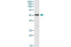 TUBB4Q MaxPab polyclonal antibody. (TUBB7P 抗体  (AA 1-434))