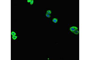 Immunofluorescent analysis of HepG2 cells using ABIN7166372 at dilution of 1:100 and Alexa Fluor 488-congugated AffiniPure Goat Anti-Rabbit IgG(H+L) (ZNF365 抗体  (AA 241-401))