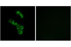 Immunofluorescence (IF) image for anti-Complement Component 1, Q Subcomponent, B Chain (C1QB) (AA 161-210) antibody (ABIN1534791)