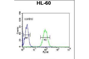 Flow cytometric analysis of HL-60 cells (right histogram) compared to a negative control cell (left histogram). (NASP 抗体  (N-Term))