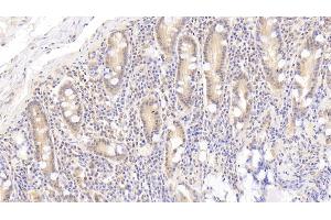 Detection of APOA4 in Human Small intestine Tissue using Polyclonal Antibody to Apolipoprotein A4 (APOA4) (APOA4 抗体  (AA 173-396))
