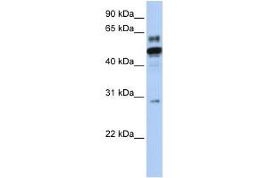WB Suggested Anti-ESRRA Antibody Titration:  0. (ESRRA 抗体  (N-Term))