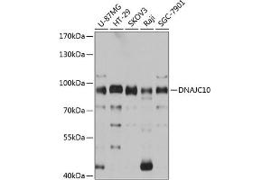 Western blot analysis of extracts of various cell lines, using DN antibody (ABIN6130306, ABIN6139717, ABIN6139719 and ABIN6215728) at 1:3000 dilution. (DNAJC10 抗体  (AA 614-793))