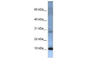 WB Suggested Anti-ATP5G2 Antibody Titration:  0. (ATP5G2 抗体  (N-Term))