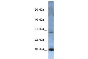 Western Blotting (WB) image for anti-ATP Synthase, H+ Transporting, Mitochondrial Fo Complex, Subunit C2 (Subunit 9) (ATP5G2) (N-Term) antibody (ABIN2778685)