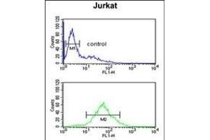 SHCBP1 Antibody (C-term) (ABIN651625 and ABIN2840332) flow cytometric analysis of Jurkat cells (bottom histogram) compared to a negative control cell (top histogram). (SHCBP1 抗体  (C-Term))