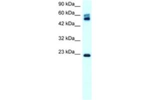 Western Blotting (WB) image for anti-Claudin 8 (CLDN8) antibody (ABIN2460769) (CLDN8 抗体)
