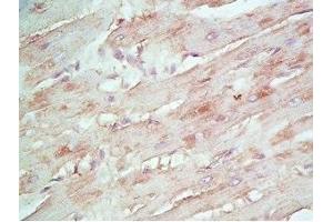 Rat heart tissue stained by rabbit Anti-beta Defensin 8 (Mouse) Antiserum (DEFB108B 抗体)