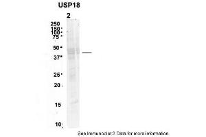 Sample Type: 2. (USP18 抗体  (N-Term))