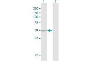Western Blot analysis of ENO3 expression in transfected 293T cell line by ENO3 MaxPab polyclonal antibody. (ENO3 抗体  (AA 1-434))