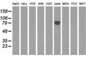 Western blot analysis of extracts (35 µg) from 9 different cell lines by using anti-EPM2AIP1 monoclonal antibody. (EPM2AIP1 抗体)