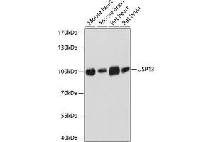Western blot analysis of extracts of various cell lines, using USP13 antibody (ABIN6130758, ABIN6149996, ABIN6149997 and ABIN6214450) at 1:3000 dilution. (USP13 抗体  (AA 90-200))