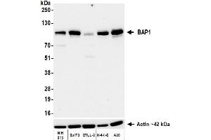 Western Blotting (WB) image for anti-BRCA1 Associated Protein-1 (Ubiquitin Carboxy-terminal Hydrolase) (BAP1) (AA 475-525) antibody (ABIN7795816) (Recombinant BAP1 抗体  (AA 475-525))