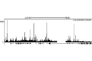 ChIP DNA-Sequencing (ChIP-seq) image for anti-Lysine (K)-Specific Demethylase 5C (KDM5C) (AA 275-325) antibody (ABIN7453308) (KDM5C 抗体  (AA 275-325))
