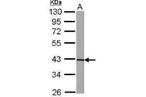 WB Image Sample (30 ug of whole cell lysate) A: U87-MG 10% SDS PAGE antibody diluted at 1:1000 (UROD 抗体)