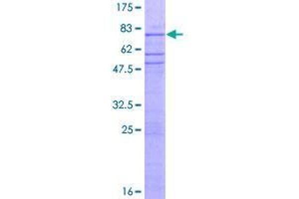 ZNF563 Protein (AA 1-476) (GST tag)