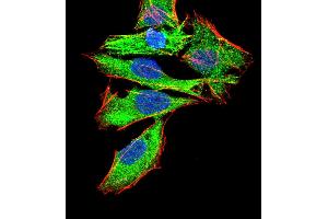 Immunofluorescence analysis of Hela cells using GNAS mouse mAb (green). (GNAS 抗体  (AA 42-188))