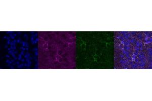 Immunohistochemistry (IHC) image for anti-Glutamate-Ammonia Ligase (GLUL) antibody (ABIN7456060) (GLUL 抗体)