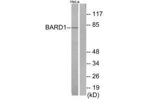 Western blot analysis of extracts from HeLa cells, using BARD1 antibody. (BARD1 抗体  (N-Term))