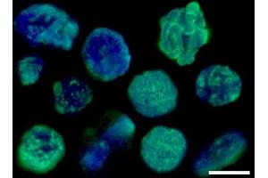 Immunofluorescence (IF) image for anti-Histone H3 (H3) antibody (ABIN619545) (Histone 3 抗体)