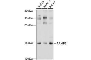 Western blot analysis of extracts of various cell lines, using R antibody (ABIN3017320, ABIN3017321, ABIN3017322 and ABIN6220039) at 1:1000 dilution. (RAMP2 抗体  (AA 1-145))