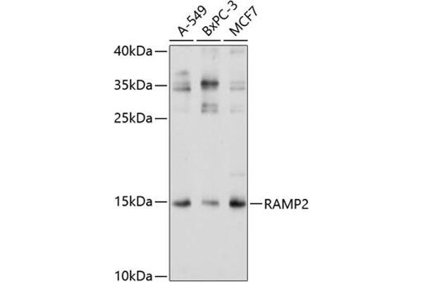 RAMP2 抗体  (AA 1-145)