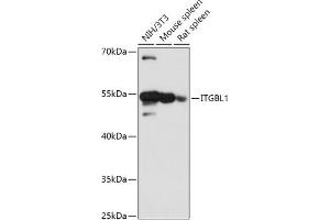 Western blot analysis of extracts of various cell lines, using ITGBL1 antibody (ABIN7267940) at 1:1000 dilution. (ITGBL1 抗体  (AA 200-300))