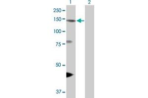 Western Blot analysis of EIF4ENIF1 expression in transfected 293T cell line by EIF4ENIF1 MaxPab polyclonal antibody. (EIF4ENIF1 抗体  (AA 1-985))