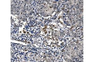 IHC analysis of POLR2A using anti-POLR2A antibody (ABIN7599598). (POLR2A/RPB1 抗体  (AA 10-321))