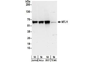 anti-DnaJ (Hsp40) Homolog, Subfamily C, Member 1 (DNAJC1) (AA 475-525) antibody