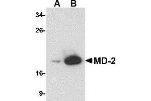 Western Blotting (WB) image for anti-Lymphocyte Antigen 96 (LY96) antibody (ABIN1031730) (LY96 抗体)