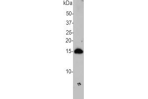 Blot of ABIN1842228 on crude extract of rat brain, showing strong band at 15 kDa. (SNCA 抗体)