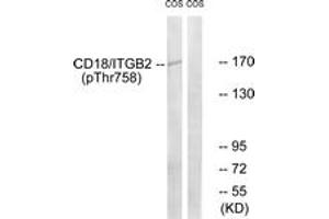 Western blot analysis of extracts from COS7 cells treated with EGF 200ng/ml 30', using CD18/ITGB2 (Phospho-Thr758) Antibody. (Integrin beta 2 抗体  (pThr758))