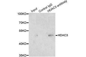 Immunoprecipitation analysis of 200ug extracts of 293T cells using 1ug HDAC3 antibody. (HDAC3 抗体)