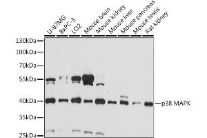 Western blot analysis of extracts of various cell lines, using p38 antibody (ABIN6130006, ABIN6143525, ABIN6143527 and ABIN6221180) at 1:1000 dilution. (MAPK14 抗体  (AA 1-360))
