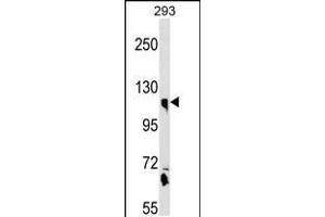 Western blot analysis in 293 cell line lysates (35ug/lane). (Calsyntenin 1 抗体  (N-Term))